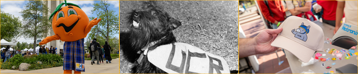 The left panel shows the former orange mascot Norm in a blue plaid kilt; the center is a vintage black-and-white photo of a Scottish Terrier wearing a UCR vest; the right shows a person holding a tan baseball cap featuring a cartoon rhino mascot in a blue helmet.