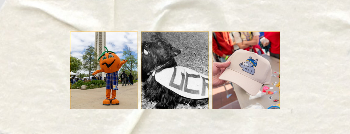 A horizontal banner features three side-by-side images showcasing historical and alternative mascots for UC Riverside. On the left, a person in a Norm the Orange costume—a large orange with a green stem and blue plaid shorts—stands on a campus walkway with the Bell Tower in the background. The center image is a vintage black-and-white photograph of the original Scotty, a black Scottish Terrier wearing a cape labeled "UCR." The final image on the right shows a hand holding a tan baseball cap featuring a car
