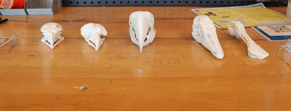 5 3D printed bird skulls sit on top of a workbench table in the Creat'R Lab Makerspace.