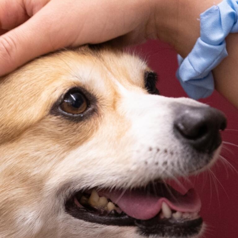 A hand is shown petting a therapy dog at a therapy fluffies event.