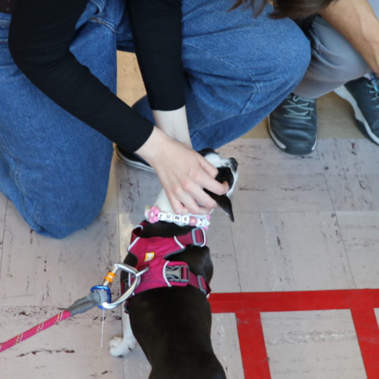 Therpay Fluffies event in Rivera Library, two dogs and the legs and hands of two students are featured. 