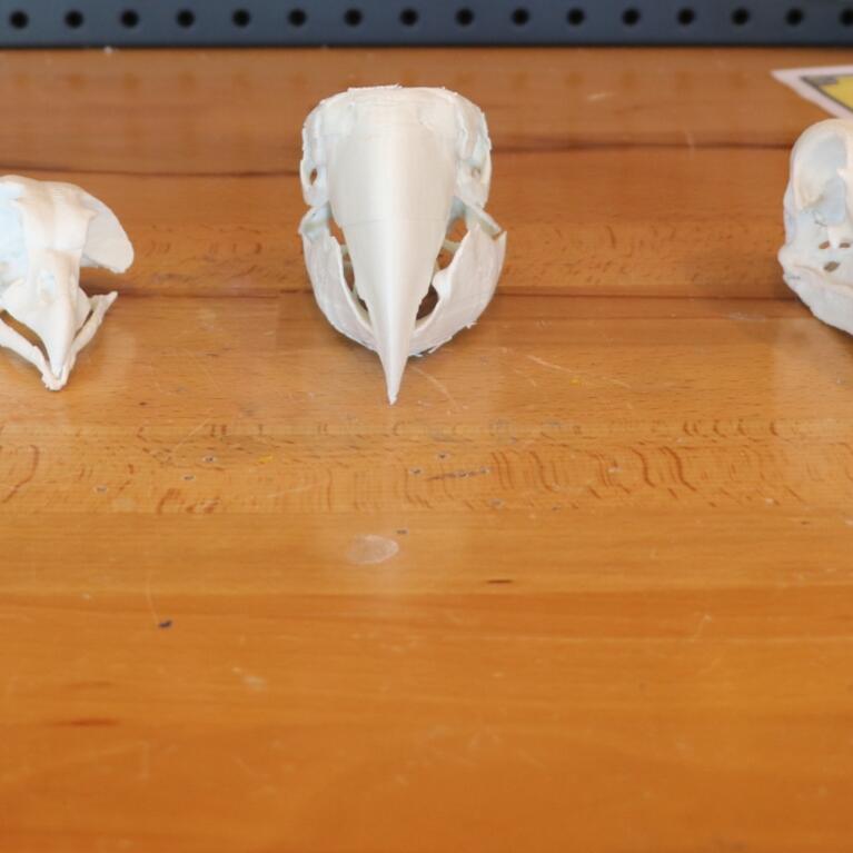 5 3D printed bird skulls sit on top of a workbench table in the Creat'R Lab Makerspace.
