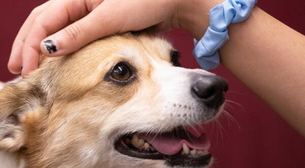 A hand is shown petting a therapy dog at a therapy fluffies event.