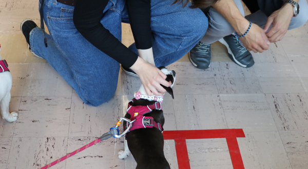 Therpay Fluffies event in Rivera Library, two dogs and the legs and hands of two students are featured. 