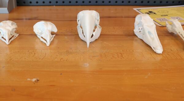 5 3D printed bird skulls sit on top of a workbench table in the Creat'R Lab Makerspace.
